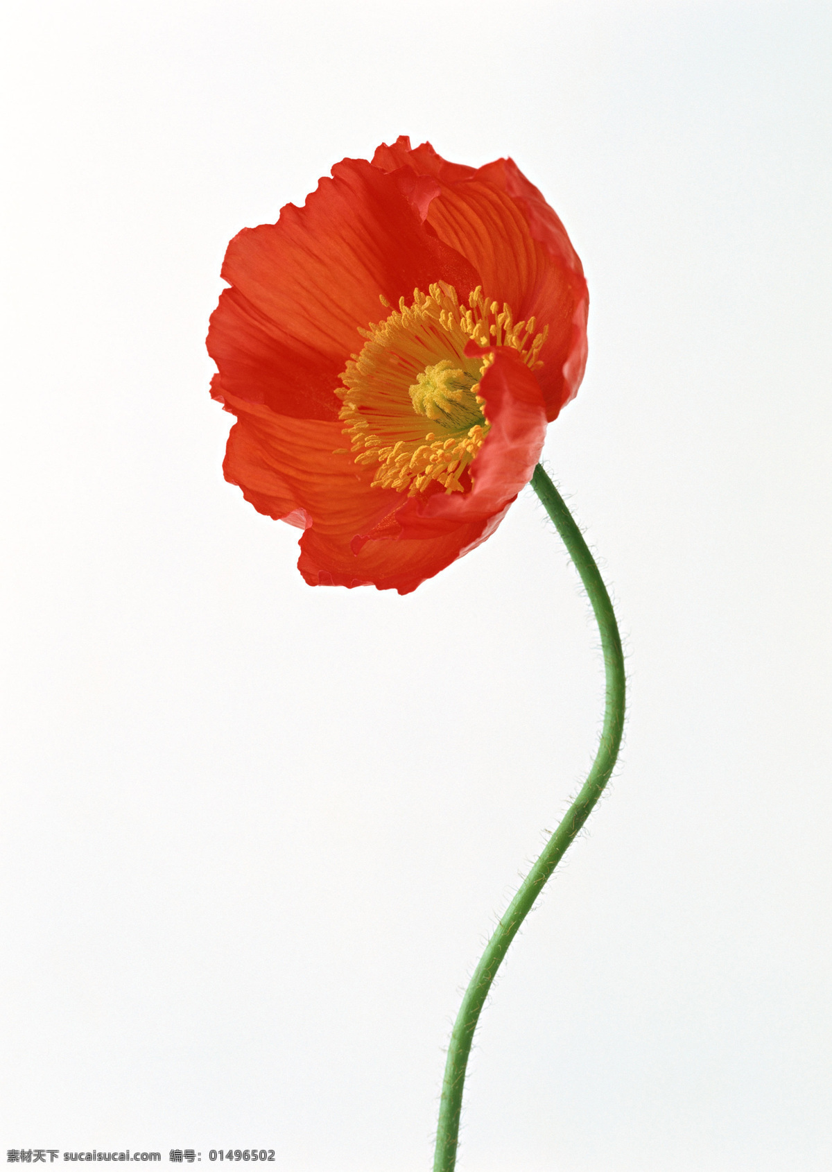 罂粟花 poppy flower 生物世界 花草 精美 摄影图库