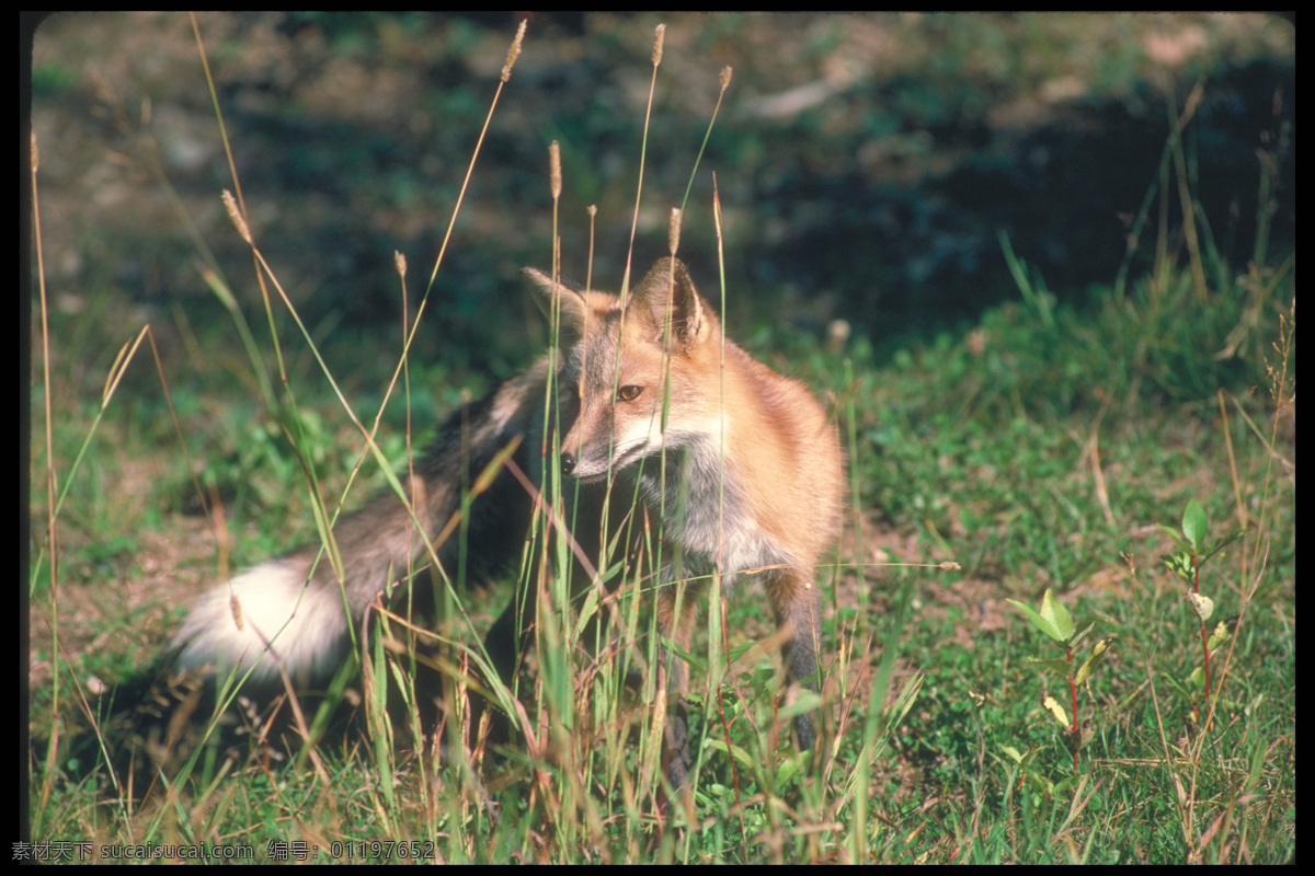 草地 上 狐狸 狐狸摄影 野生动物 动物摄影 动物世界 陆地动物 生物世界
