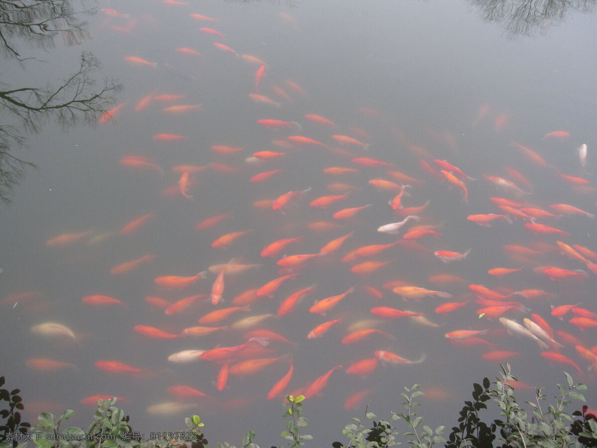锦鲤 池塘 湖面 金鱼 生物世界 水池 鱼 鱼类