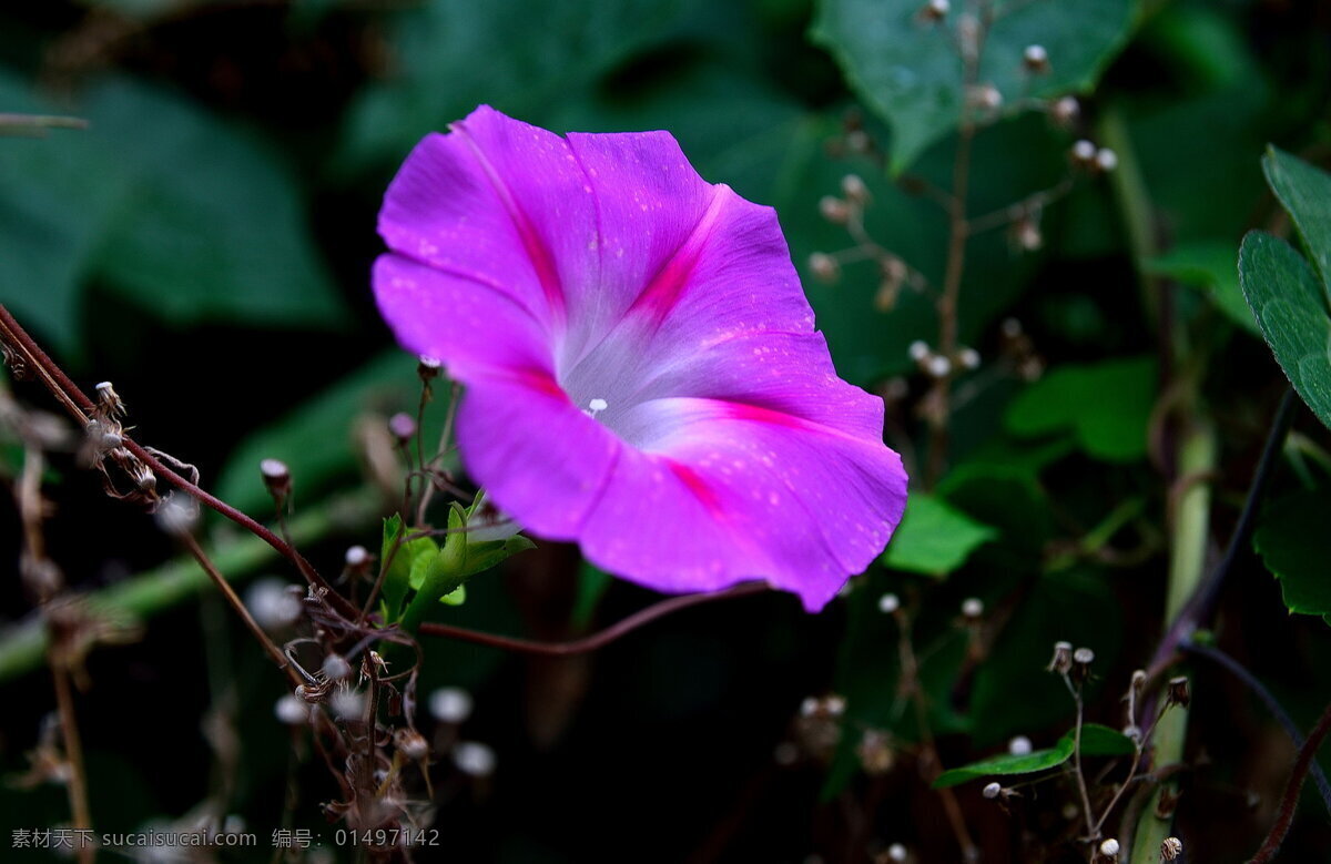 鲜艳 紫色 喇叭花 花卉 花朵 花草 花