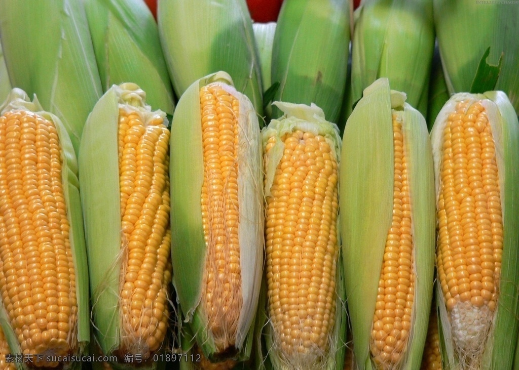玉米 包谷 瓜果 蔬菜 果实 植物 作物 粮食 菜篮子 农场品 农业 蔬菜摄影 生物世界