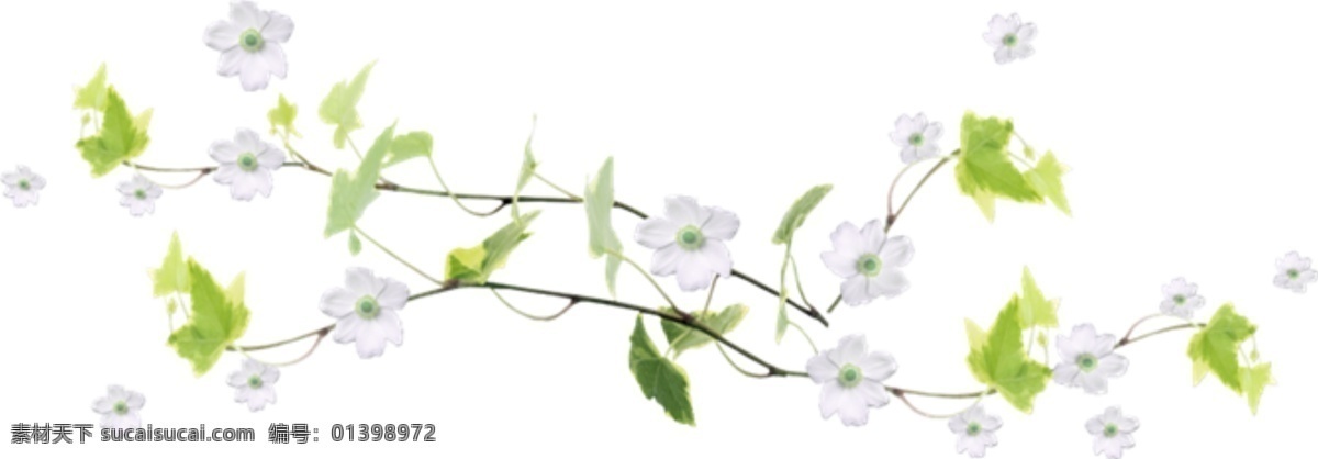 花朵素材 藤蔓 花朵 白色