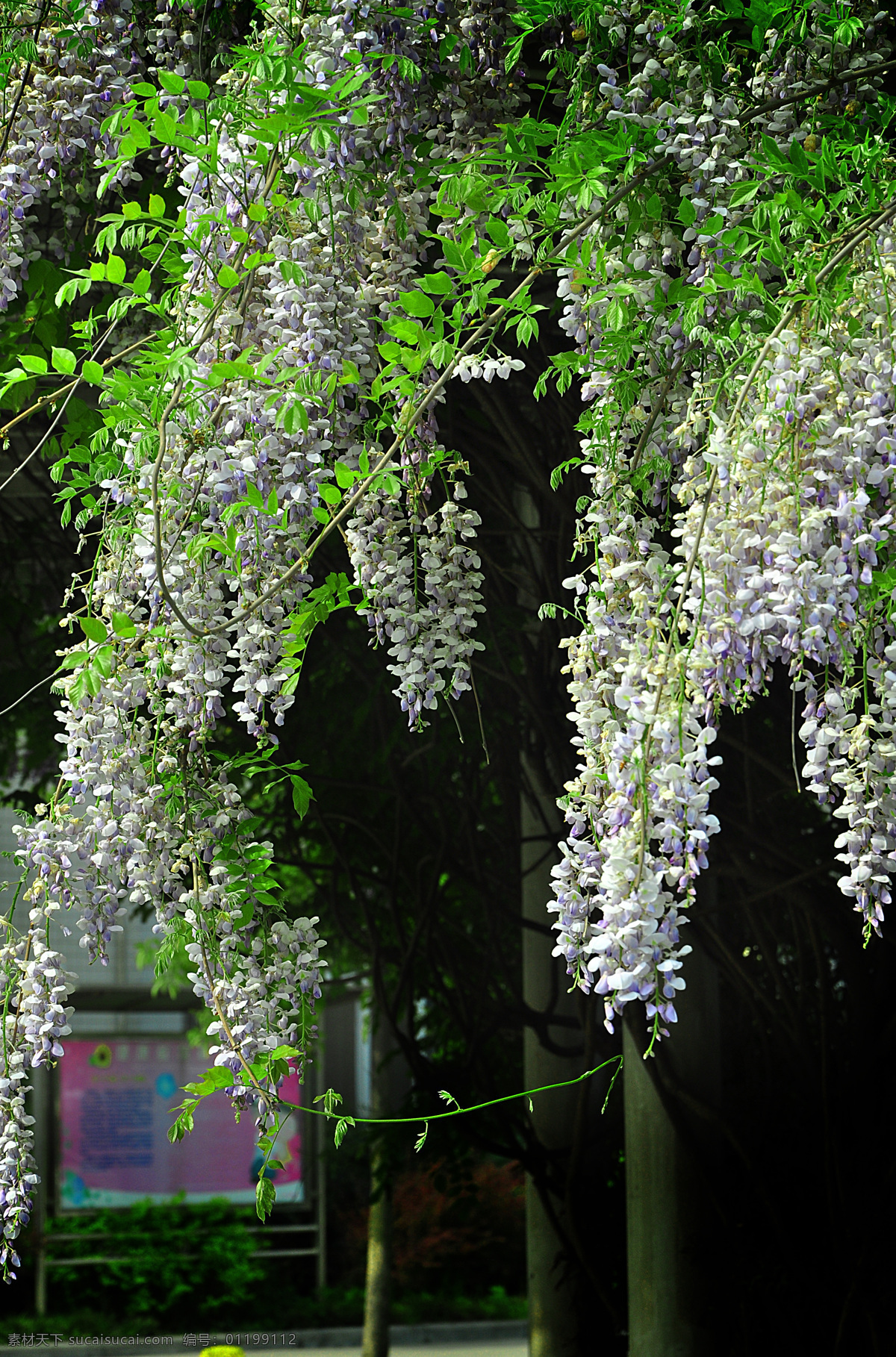 紫藤花 葛花 紫藤 青藤 青藤花 凌霄 爬山虎 花草 生物世界