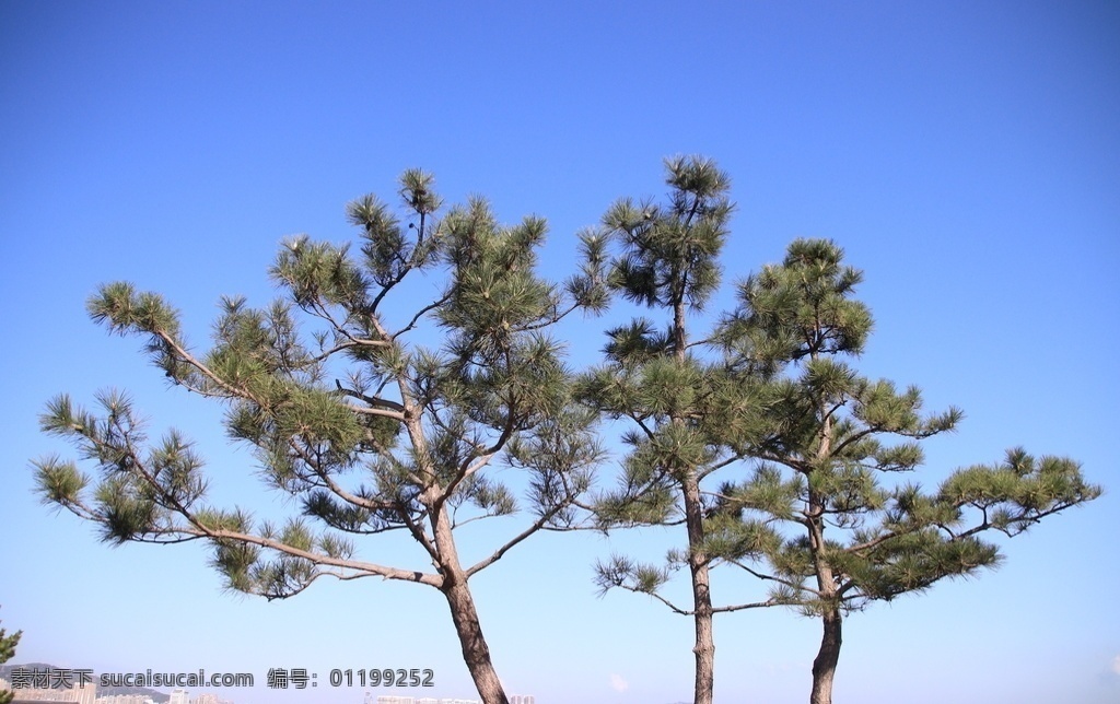 松树 马尾松 松树林 蓝天松枝 松 树木 松枝 青松 山松 枞松 蓝空下的树 小松树 生物世界 树木树叶
