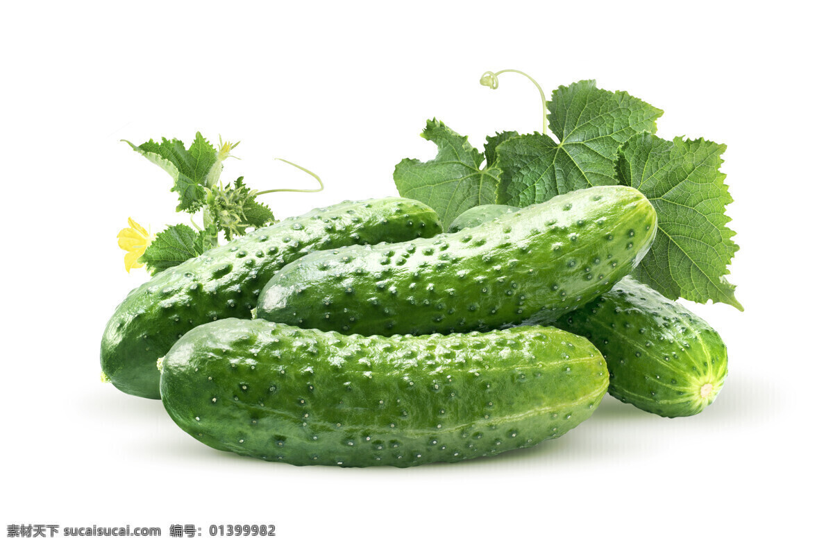 青瓜片 黄瓜片 黄瓜汁 藤 蔬菜 瓜秧 菜架 瓜藤 嫩黄瓜 黄瓜藤 黄瓜叶 黄瓜地 蔬菜种植 黄瓜架 黄瓜 植物 果实 丰收 成熟 瓜果种植 黄瓜花 小黄瓜 鲜黄瓜 绿色蔬菜 绿黄瓜 黄瓜树上 黄瓜采摘 黄瓜生长 黄瓜种植 野生黄瓜 有机绿色黄瓜 农村黄瓜种植 青瓜 食物 餐饮美食 食物原料