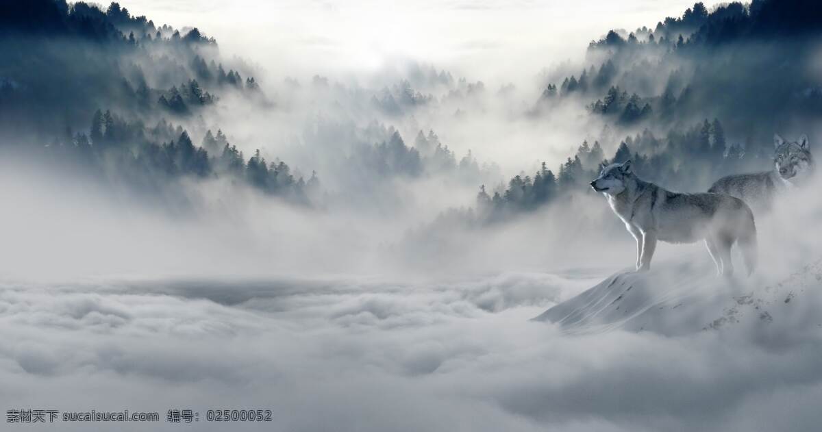 野狼 雪狼 狼性 大山 高山 雪山 崇山峻岭 自然景观 山水风景