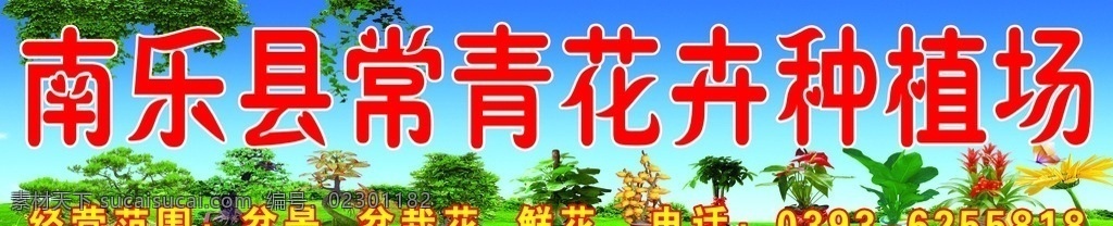 常青 花卉种植 场 常青花卉 种植场 花卉种植场 蓝天背景 盆栽 盆栽花 鲜花