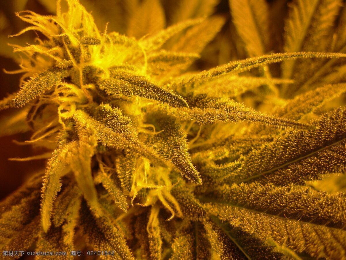 黄色植物枝叶 黄色 植物 枝叶 桌面 背景 摄影专辑 生物世界 树木树叶