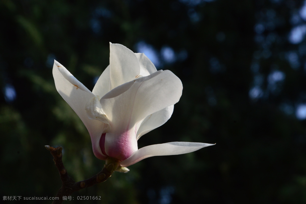 望春花 迎春树 白玉兰 花蕾 玉兰 花卉 花儿 花骨朵 木兰 花草 园林景观 绿化景观 丁香玉兰花 生物世界