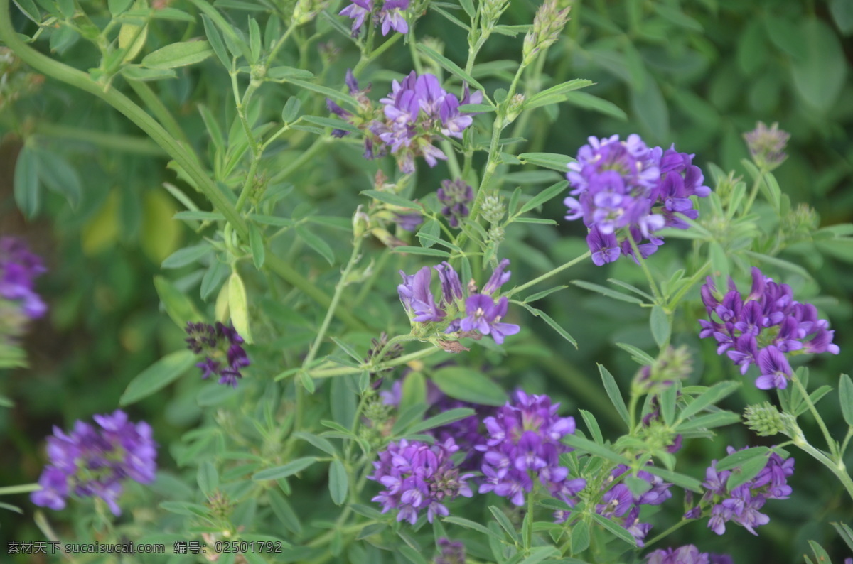花卉 多年生 总状花序腋生 有时呈头状 或单生 紫苜蓿及其它 杂交种 常为紫色 花卉系列 生物世界 花草