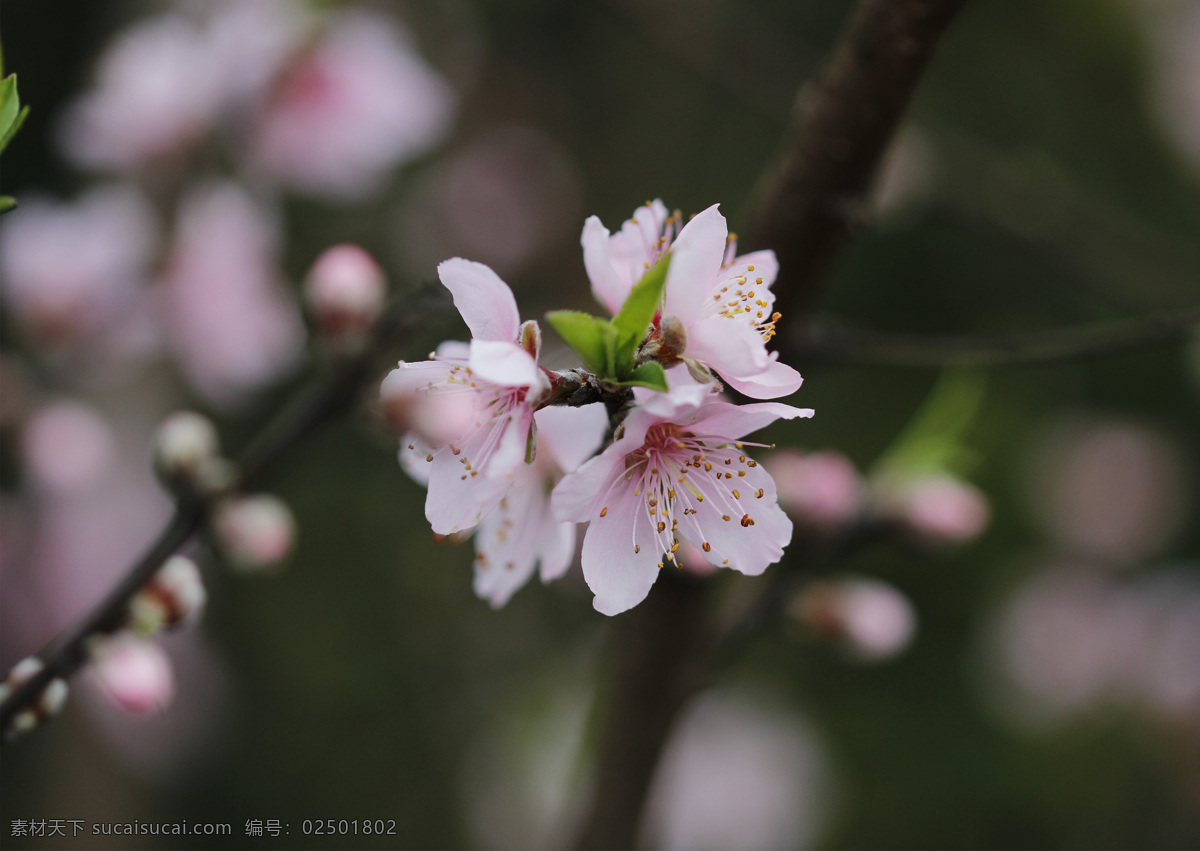 碧桃 绯桃 红花碧桃 绛桃 千瓣红桃 单瓣白桃 千瓣白桃 紫叶桃花 垂枝碧桃 撒金碧桃 塔型碧桃 寿星桃 桃树 桃花素材 桃花背景 桃花特写 桃花壁纸