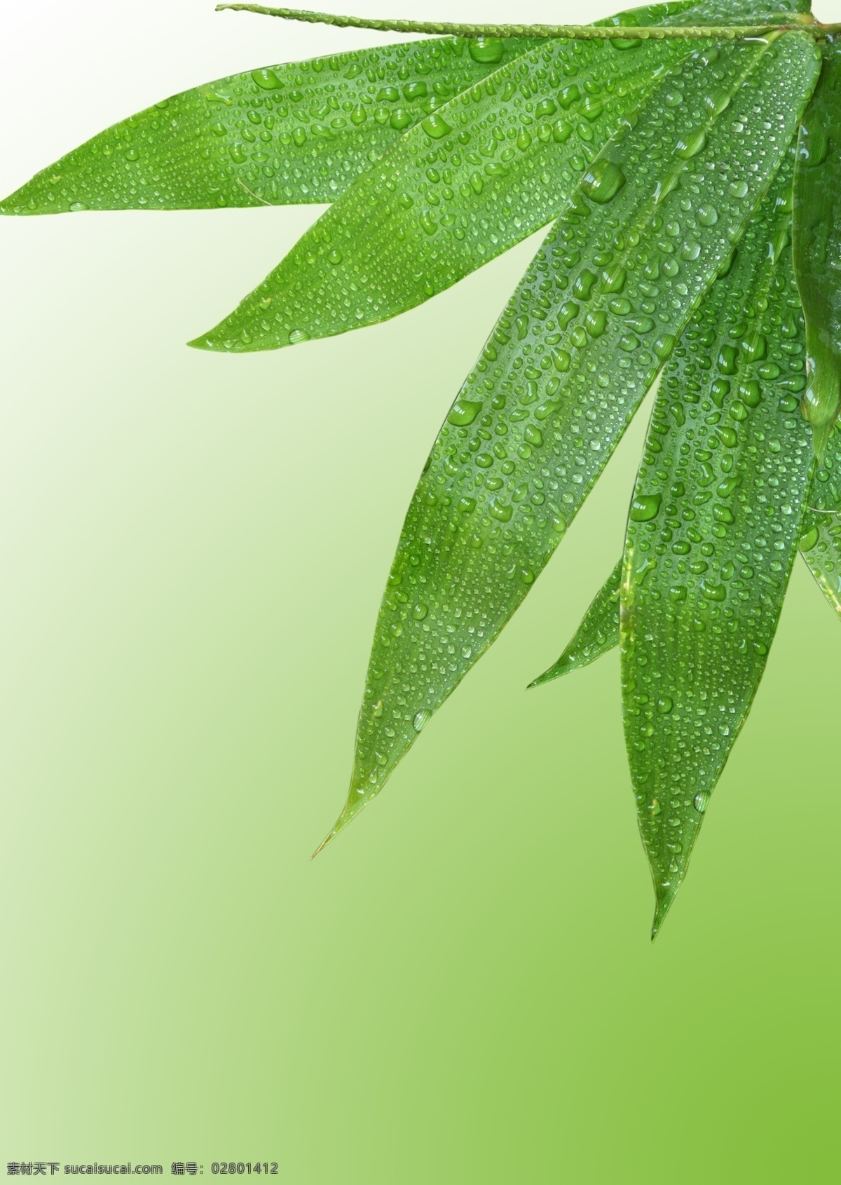 竹叶 分层 水滴 水珠 源文件 竹 竹子 竹叶素材下载 竹叶模板下载 psd源文件