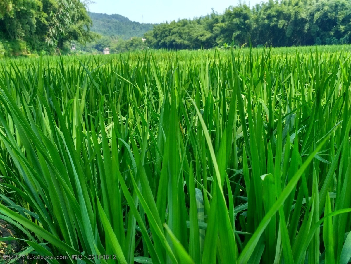 禾 禾苗 田野 田园 稻田 禾田 山间田野 山川田野 乡村田野 自然景观 田园风光
