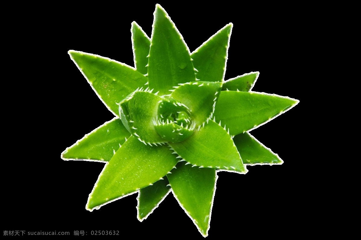 俯视图 植物 芦荟 透明 绽放 生机勃勃 花刺 透明素材 免扣素材 装饰图片