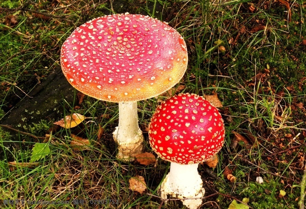 蘑菇 菌类植物 真菌 菌子 伞菌科 野生蘑菇 野生菌 蘑菇菌 菌类 植物 蘑菇素材 其他生物 生物世界