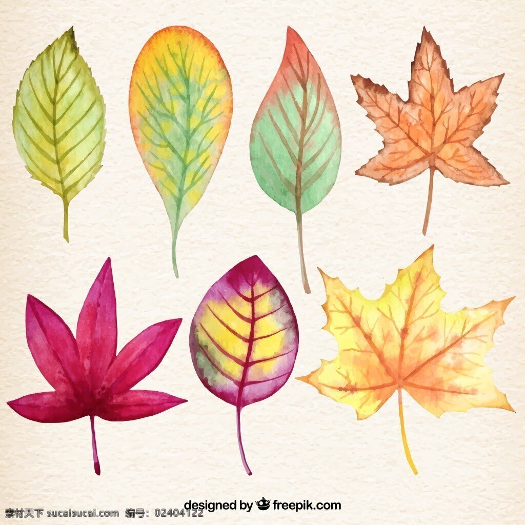 水彩 秋天 落叶 树叶 矢量 落叶图片 矢量图 卡通 树叶矢量图 树叶图片