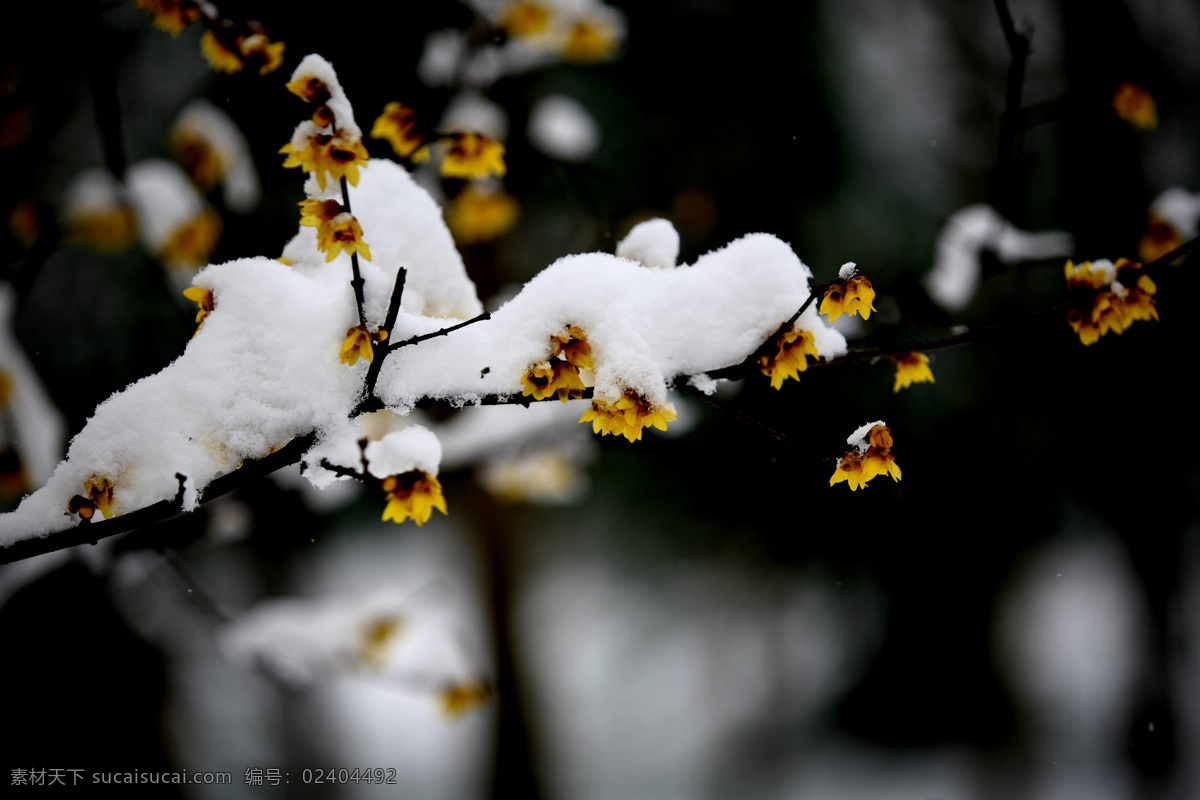 腊梅 花雪 树木 腊梅花 摄影作品 花草 生物世界