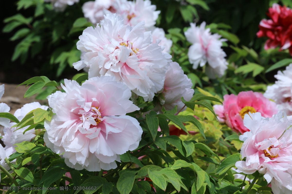 牡丹花 牡丹 观赏花卉 鼠姑 木芍药 百雨金 洛阳花 花朵 花瓣 花蕊 花卉 花儿 花草 植物 园林绿化 绿化景观 芍药牡丹 生物世界