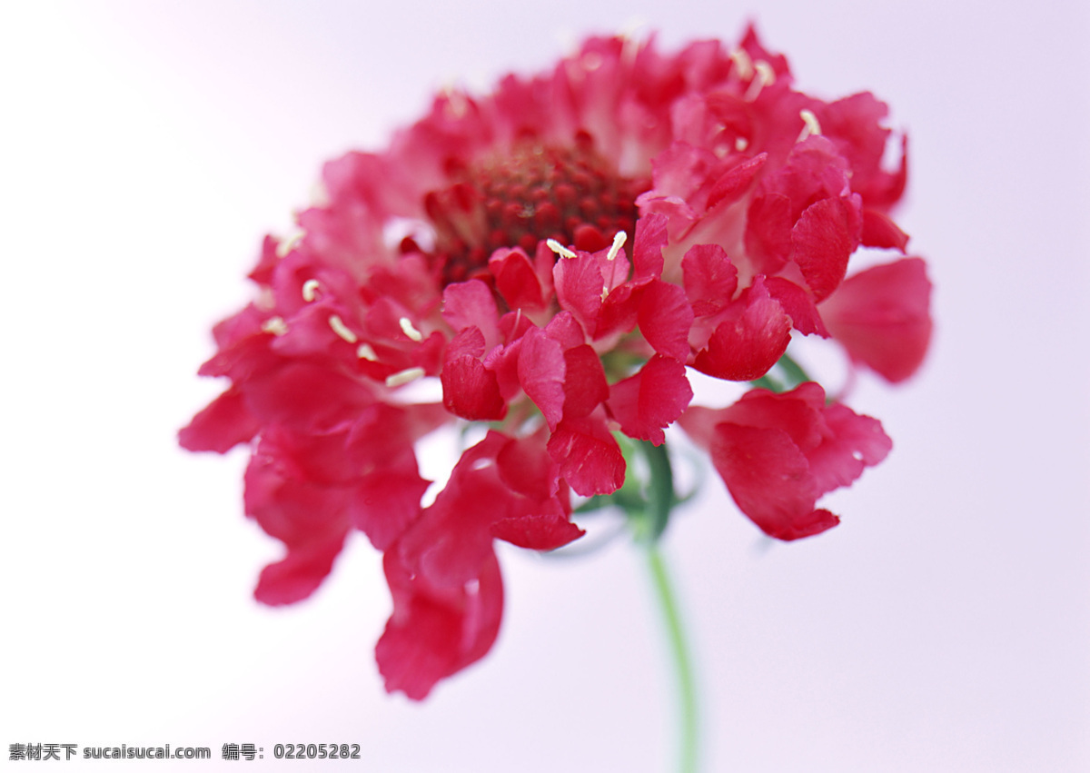 红色 花 特写 花特写 花写真 摄影图 微距 写真 植物 生物世界