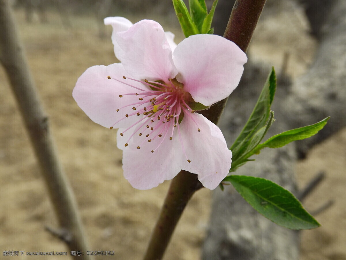 桃花 春天 花草 花朵 生物世界 树叶 树枝 psd源文件