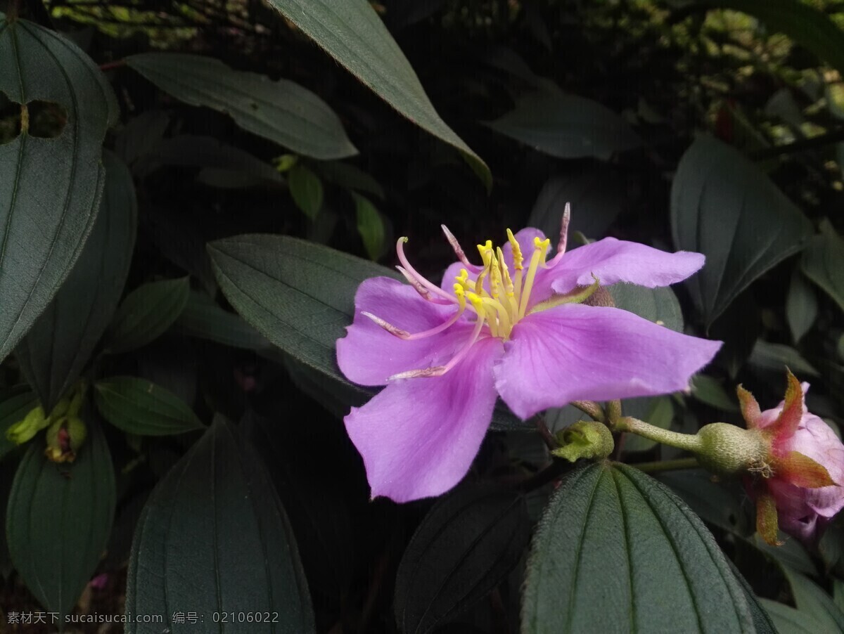 毛菍 射牙郎 叶 绿叶 花草 花叶 植物 花 生物世界