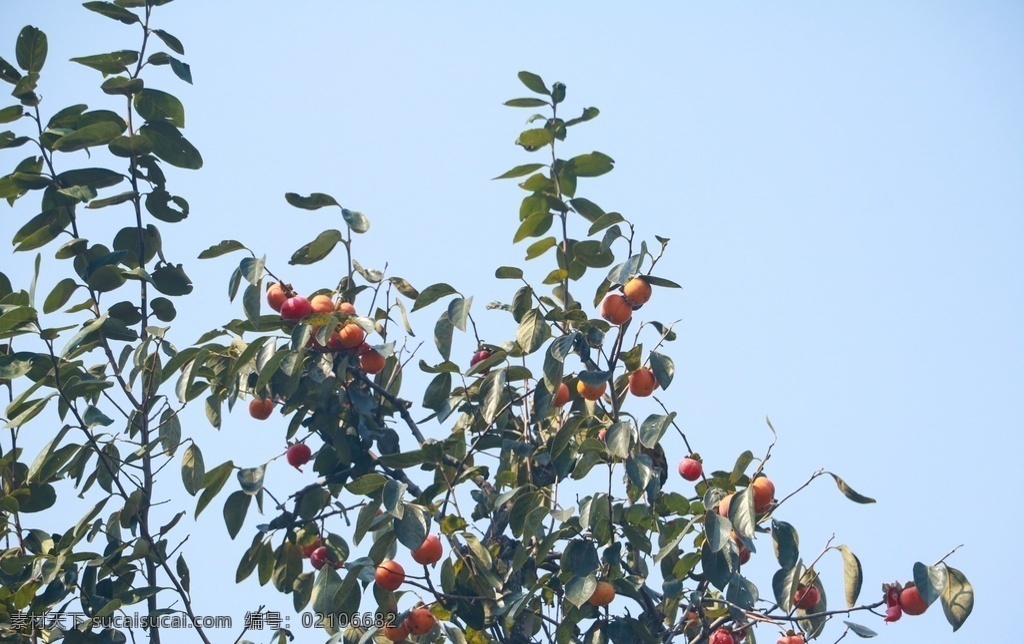 秋季 秋游 赏秋 小区 住宅绿植 住宅绿化 柿子树 生物世界 水果