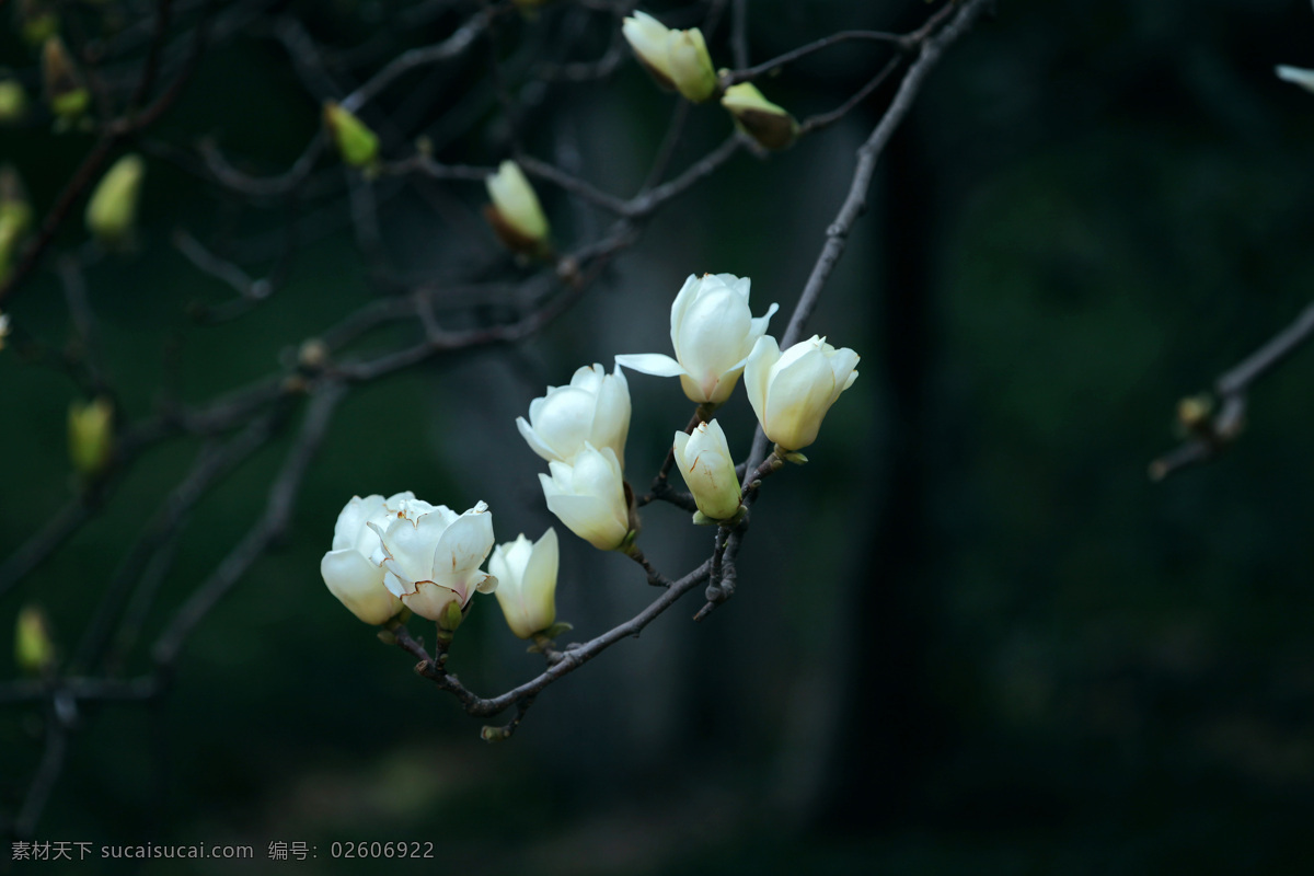 枝头 白玉兰 花开 两朵白玉兰 玉兰 玉兰花 白玉兰花 花 生物世界 花草