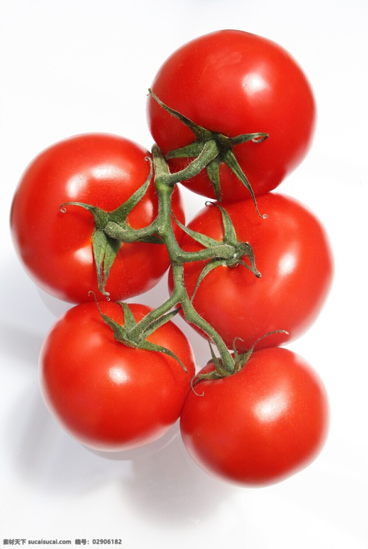 西红柿 番茄 果蔬 水果 新鲜水果 小西红柿 小番茄 大西红柿 红西红柿 新鲜西红柿 生物世界
