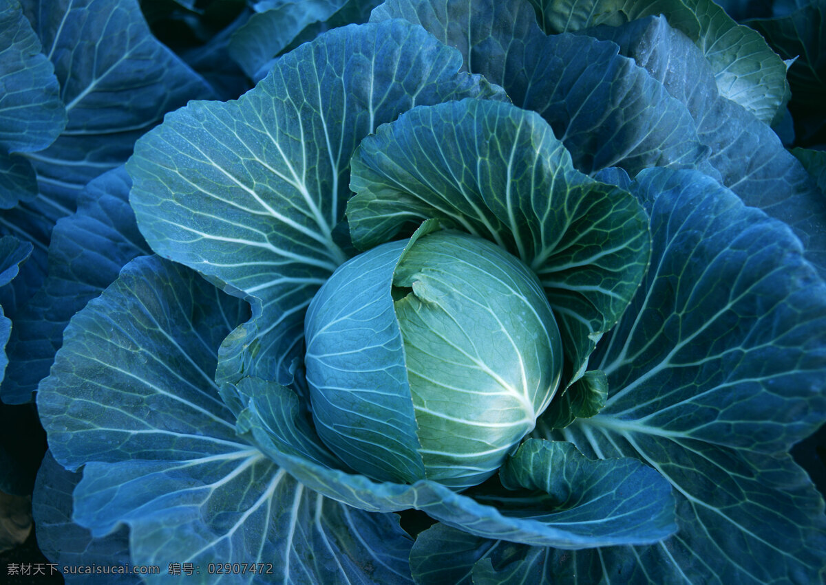 包 菜 新鲜蔬菜 包菜 农作物 绿色食品 摄影图 高清图片 蔬菜图片 餐饮美食