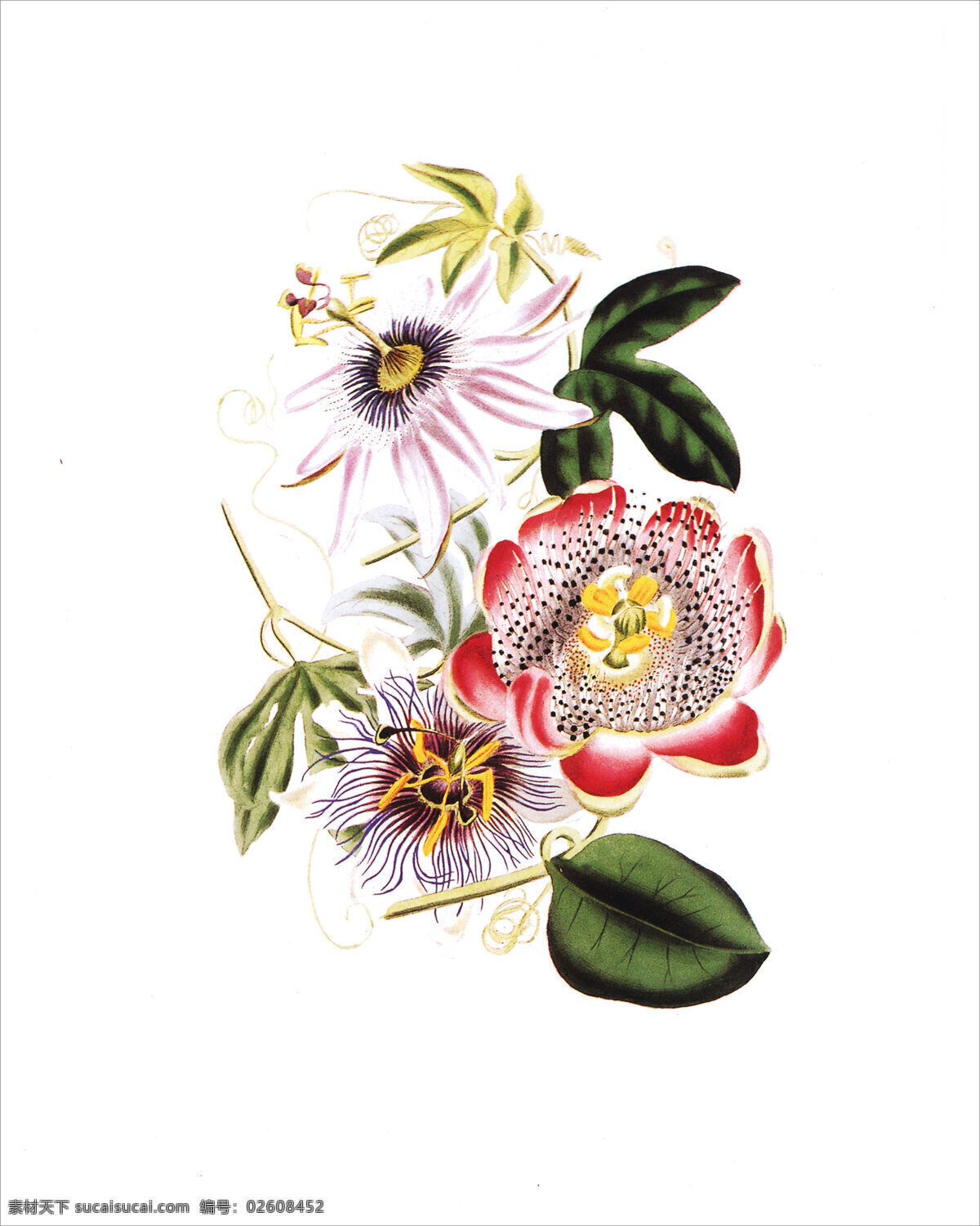 草 创意 复古怀旧 花朵 绘画书法 欧式风格 漂亮 美克 美 家 复古 装饰画 设计素材 模板下载 无框画 美克美家 工艺品图 叶子 图谱 手绘 文化艺术