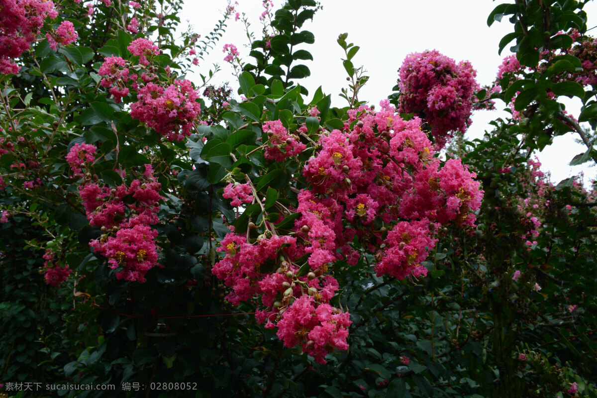 秋雨 中 紫薇 花 百日红 秋雨后 落英 满地 花朵 仍然 绽放 秋后 紫薇花 生物世界 花草