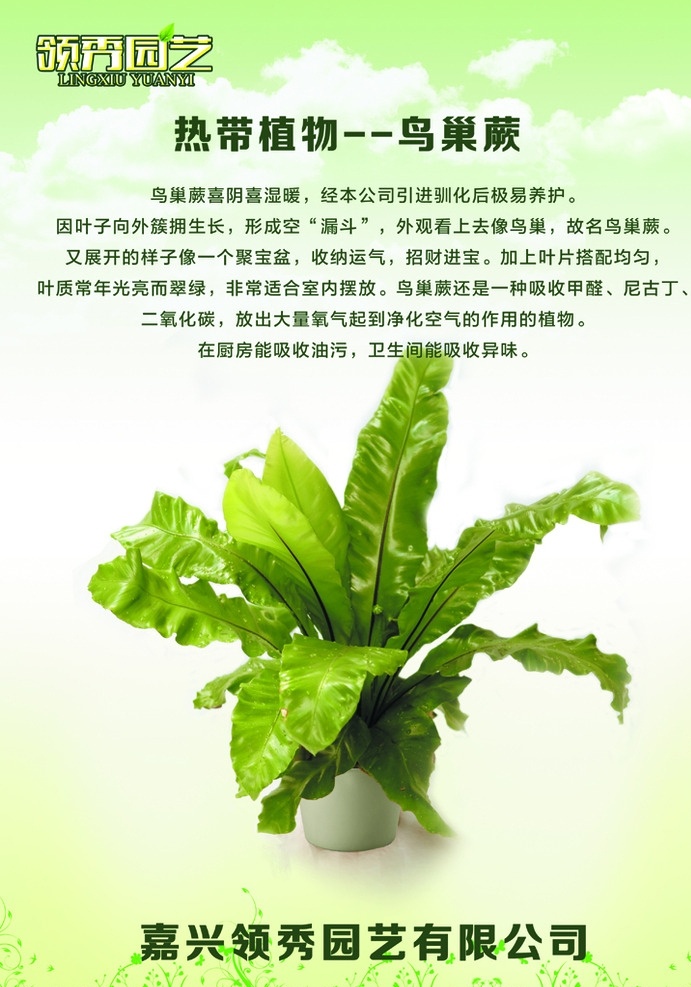 鸟巢 蕨 a3 海报 绿色 植物 鸟巢蕨 分层