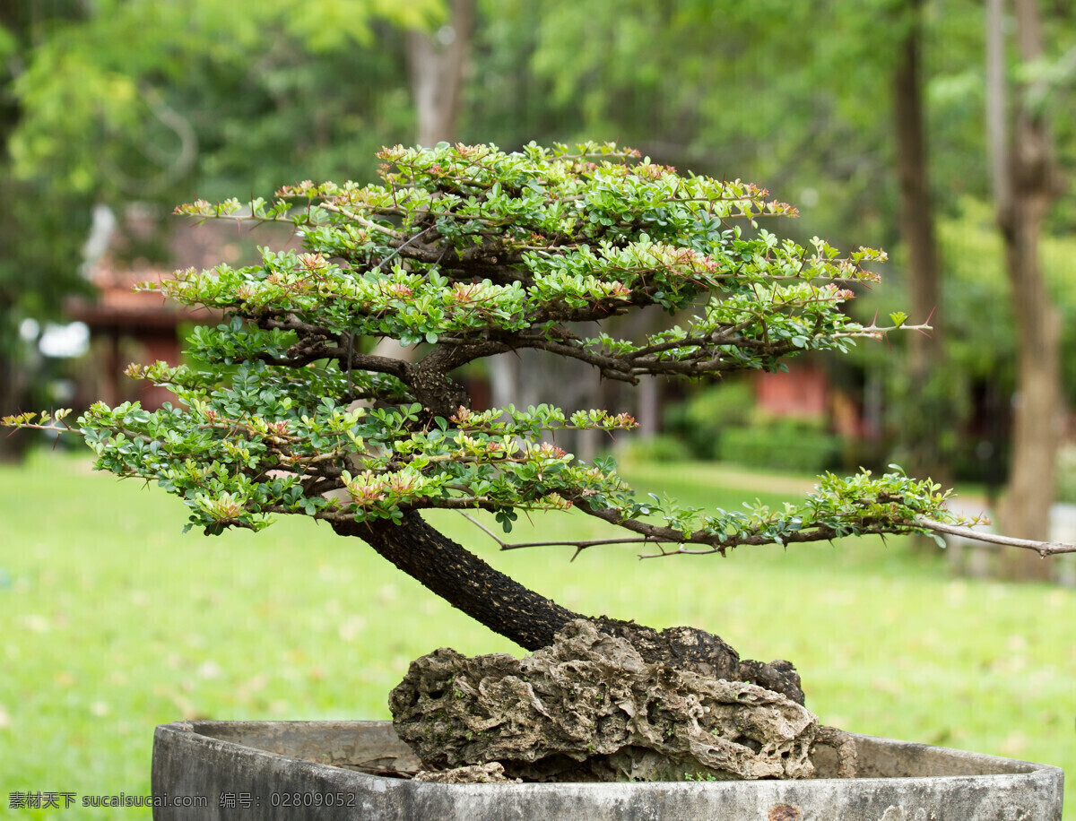 树木 盆景 嫩绿 叶子 绿叶 树 植物盆栽 盆栽 植物 花草树木 生物世界