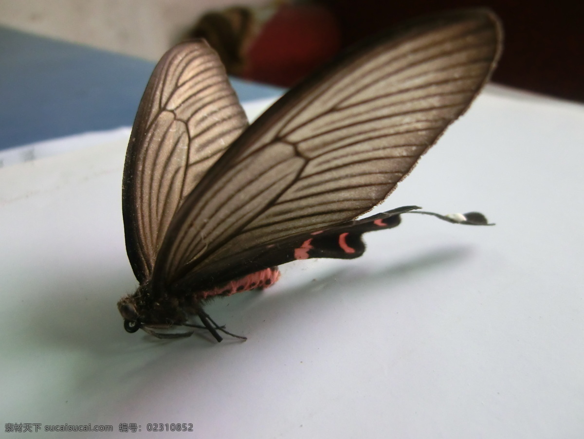 蝴蝶 标本 翅膀 蝶恋 动物 黑色 花纹 昆虫 死的 生物世界 psd源文件
