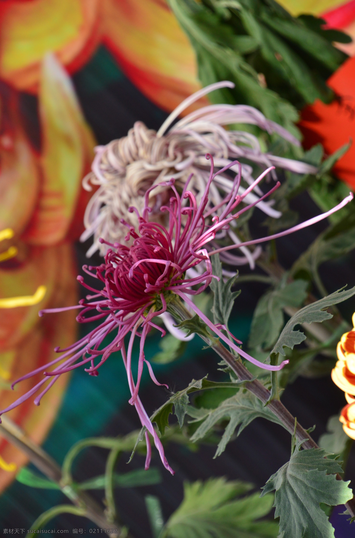 秋菊 观赏花卉 园艺 花卉素材 寿客 金英 黄华 陶菊 花卉 花儿 花草 花朵 花瓣 花蕊 菊菊花 生物世界