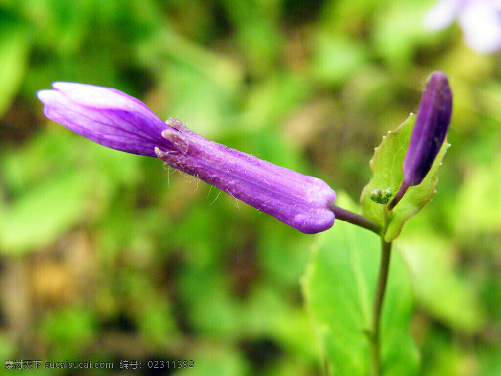 二月兰 诸葛菜 菜子花 紫金花 花草 生物世界