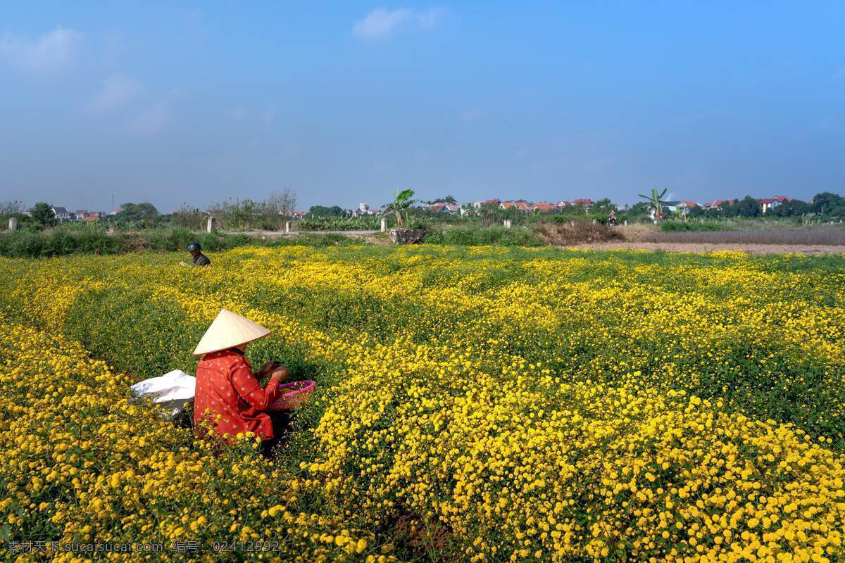 红色的小菊花 小菊花 采摘小菊花 花朵 花瓣 花卉 鲜花 花朵素材 花卉摄影 红色花瓣 观赏花朵 花之物语 娇艳的鲜花 画册图片 宣传用图 美丽的鲜花 生物世界 花草