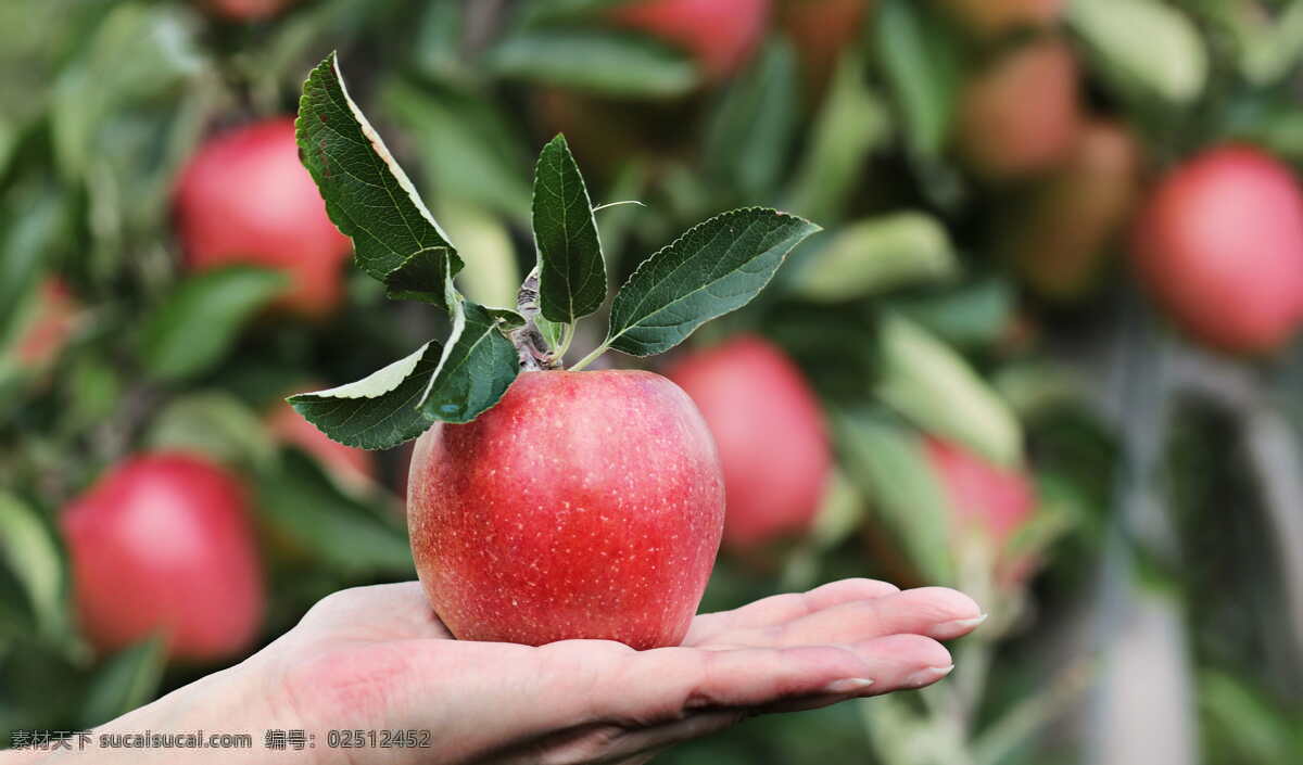 红富士 大苹果 鲜果 有机水果 绿色水果 农产品 生态农业 果园 草莓采摘园 生态果园 生物世界 水果
