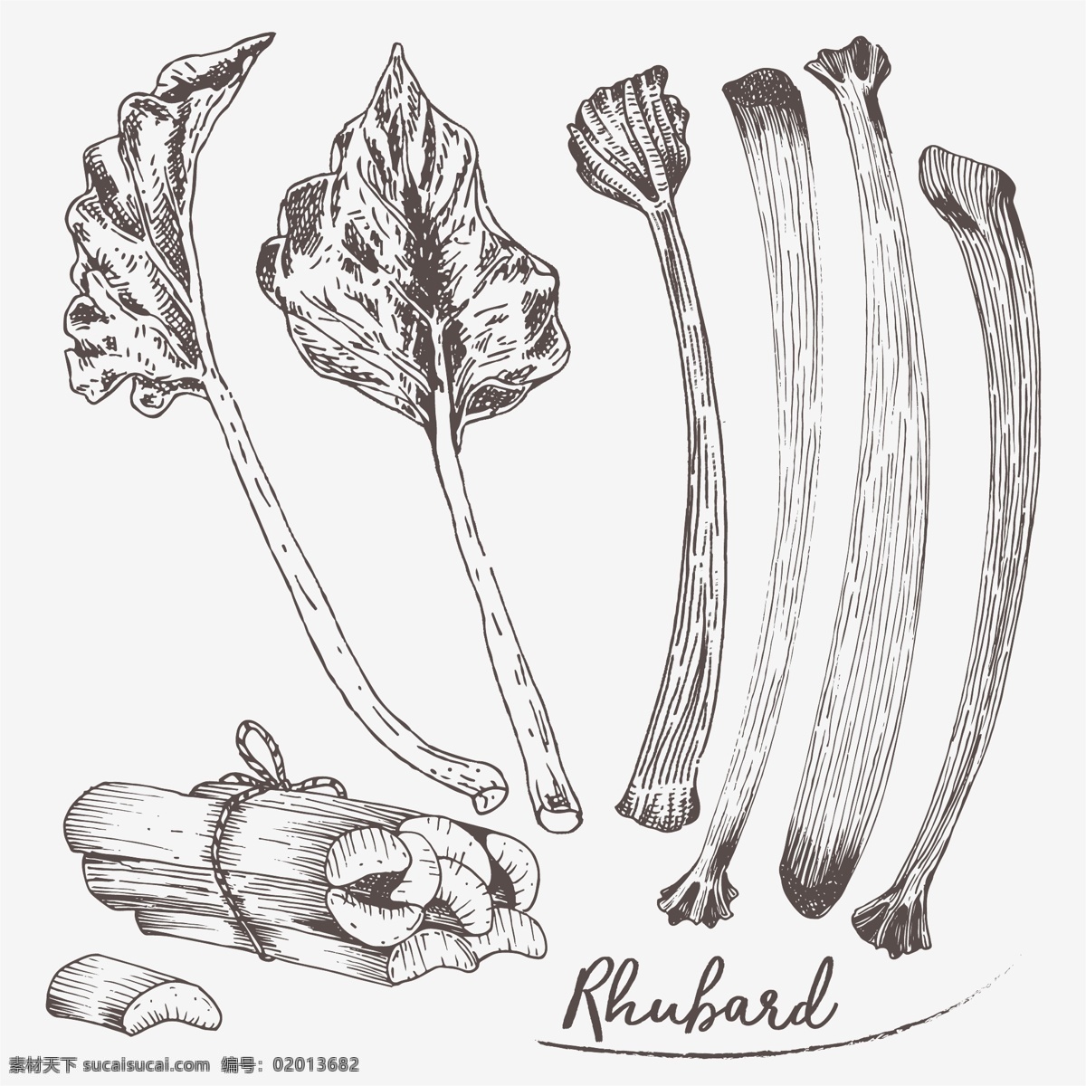 手绘蔬菜西芹 美食 矢量素材 手绘 手绘插画 手绘美食 手绘蔬菜 蔬菜 西芹