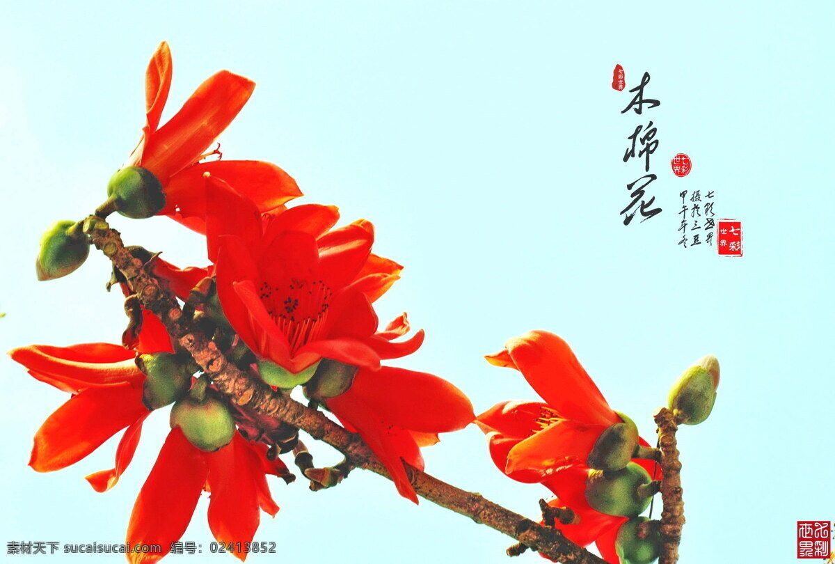 木棉花 红花 绿蕾 树枝 无叶 生物世界 花草 红色