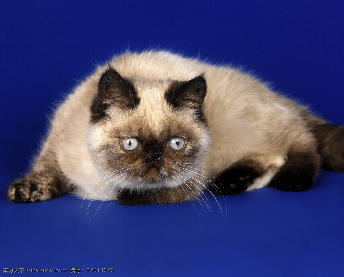 宠物猫10 小猫 小猫图片 宠物猫 宠物猫图片 可爱 宠物 猫 小猫图片大全 小动物 陆地动物 生物世界 蓝色