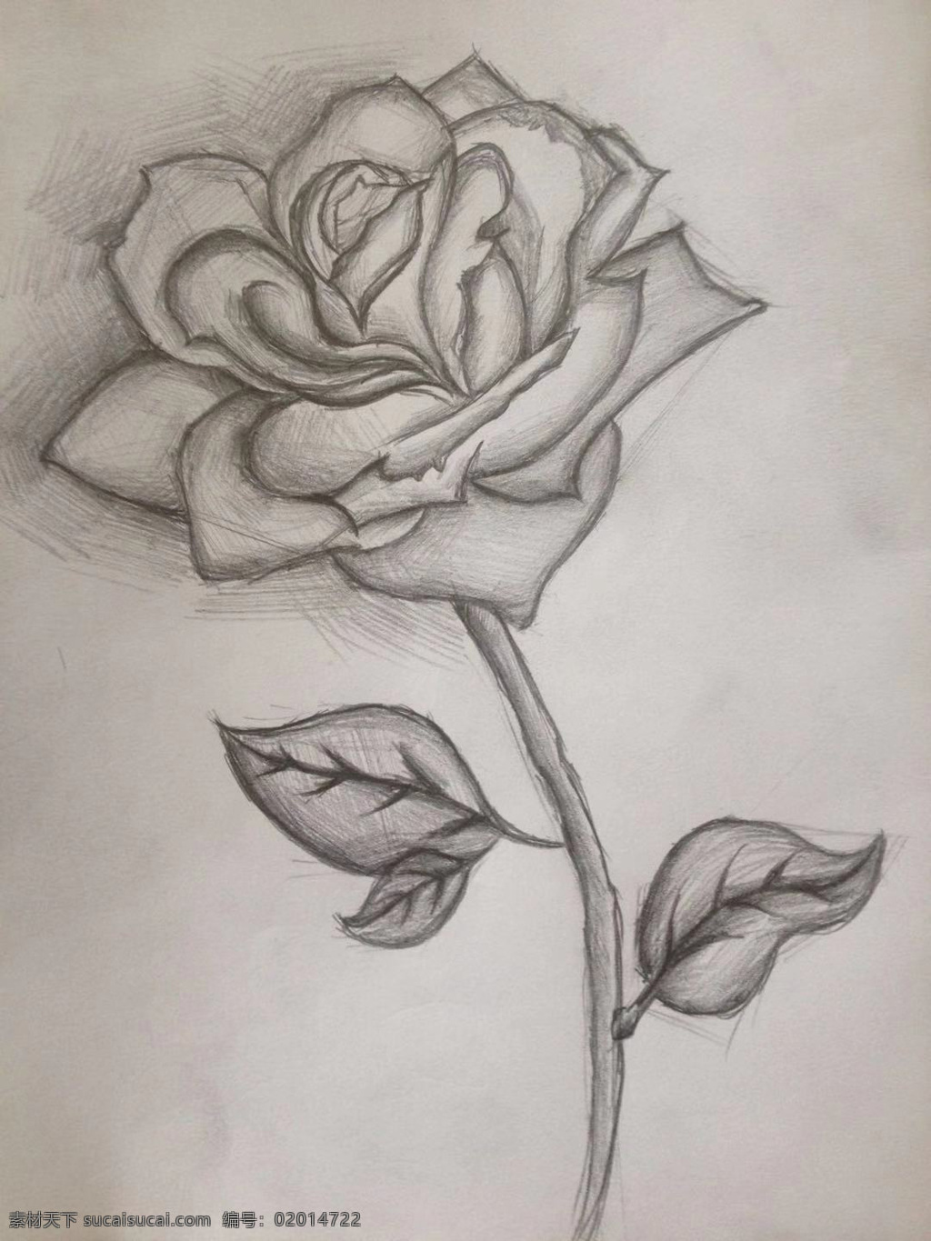 手绘玫瑰 手绘 玫瑰 花 素描 速写 动漫动画