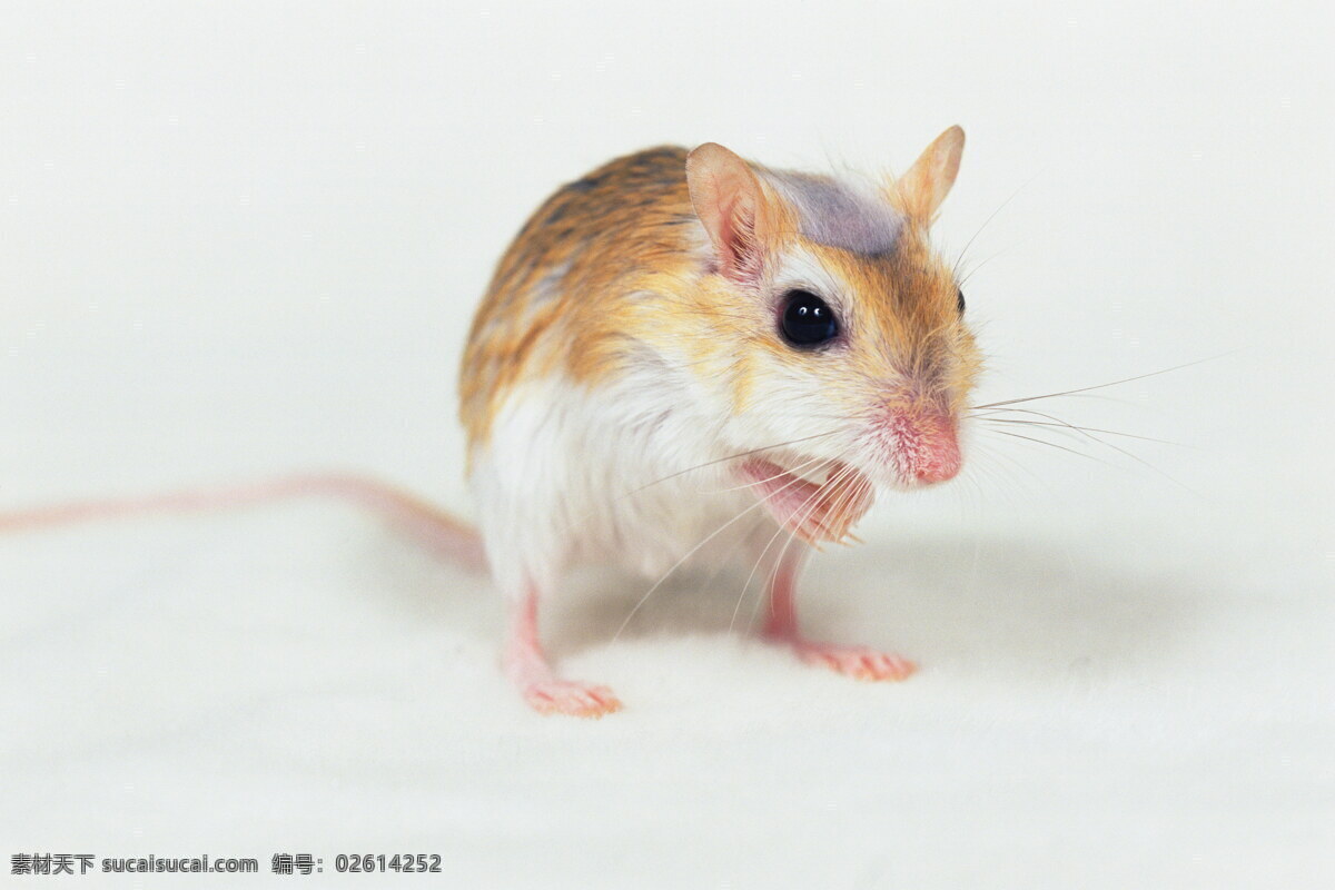小 动物 宠物 鼠 95 其他生物 摄影图 生物世界 小动物