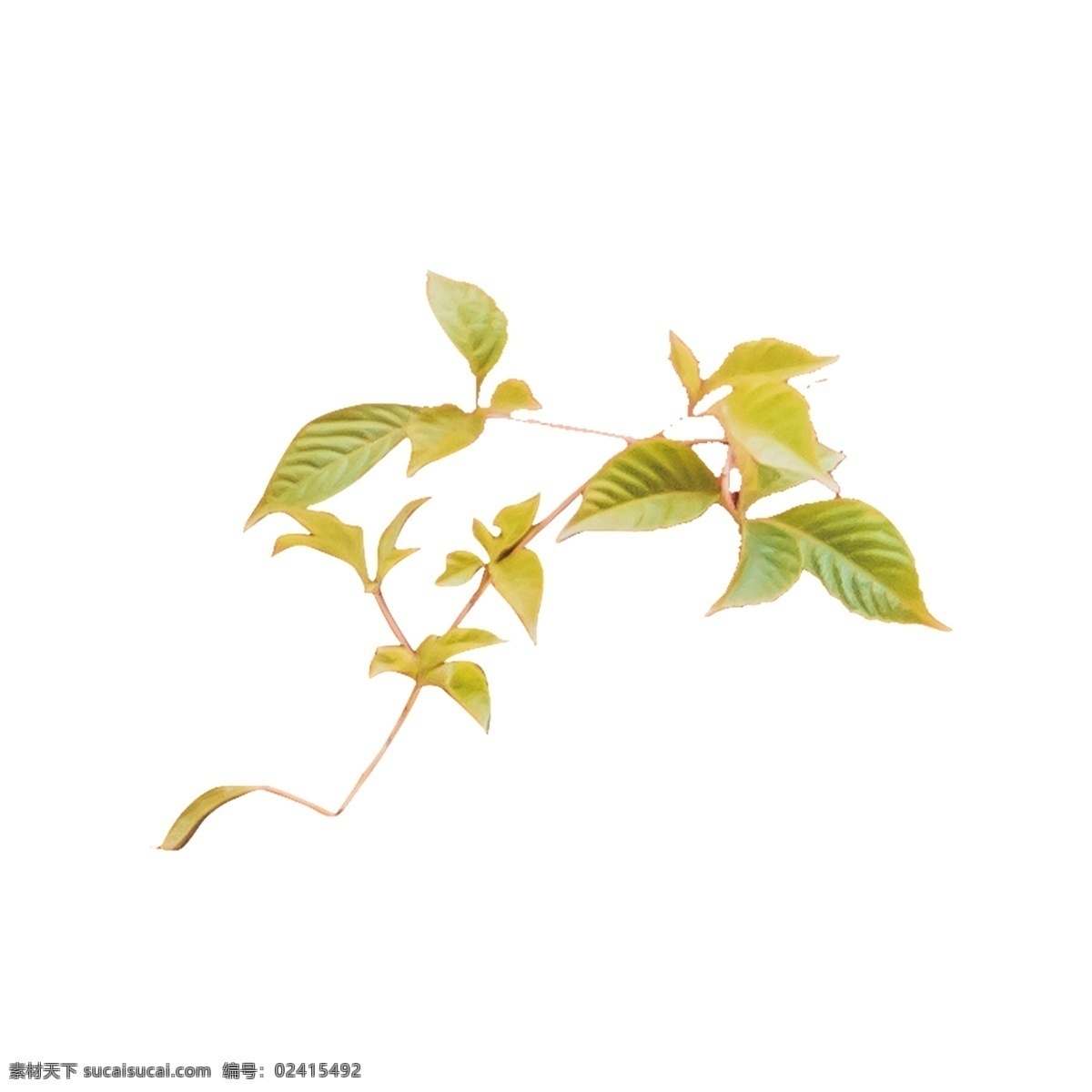 绿色植物 树叶 元素 绿色 植物 保护 环境 景色 风景 装饰 叶脉 真实 春季 季节 变化