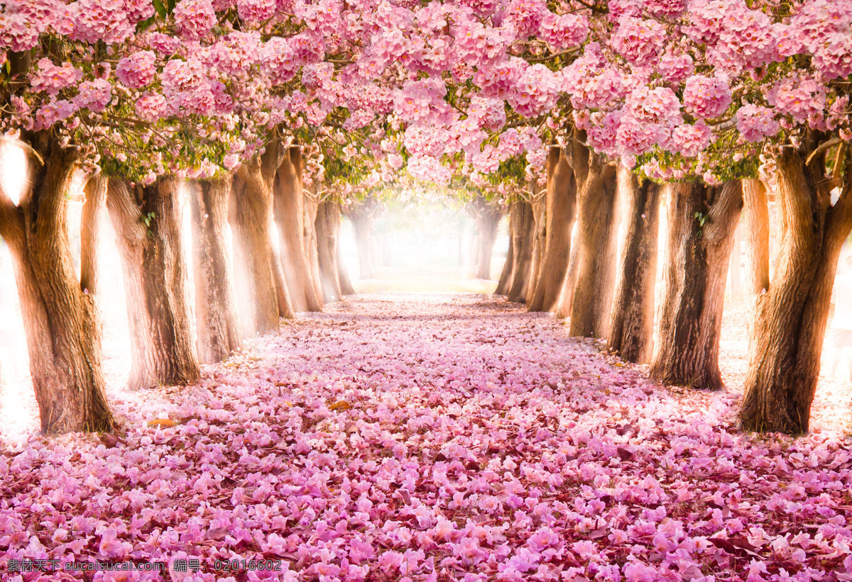 粉色风景 春天 粉色落花 落花风景 粉色 花朵 花卉