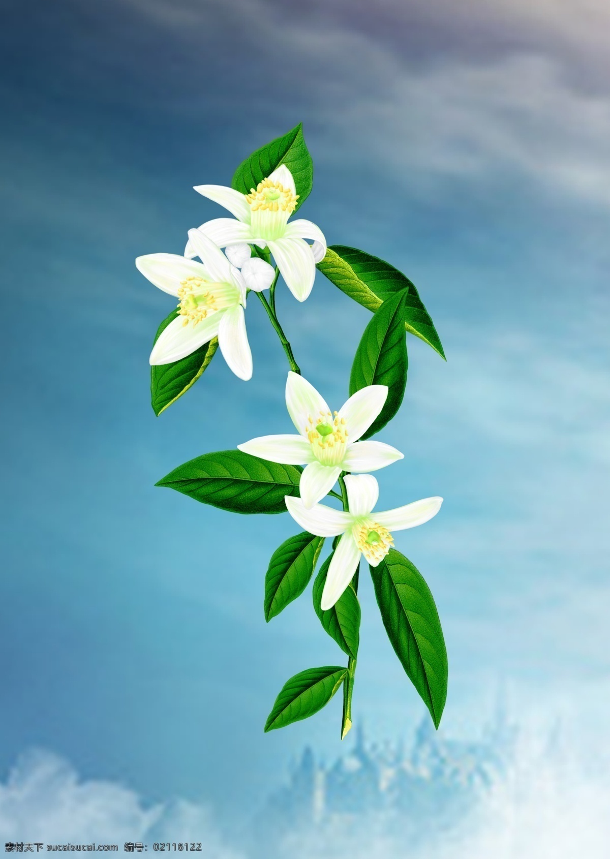 橙花纯露插画 橙花 花枝 花束 白色花朵 一枝花 分层