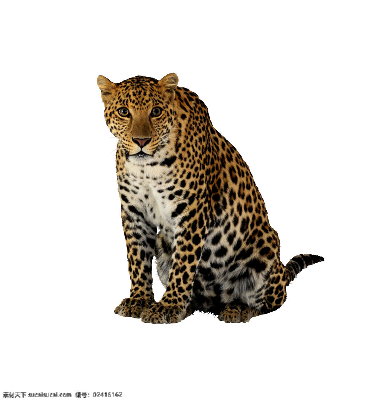 动物 豹子 花斑豹 蹲坐 豹子摄影 真实豹子 生物世界