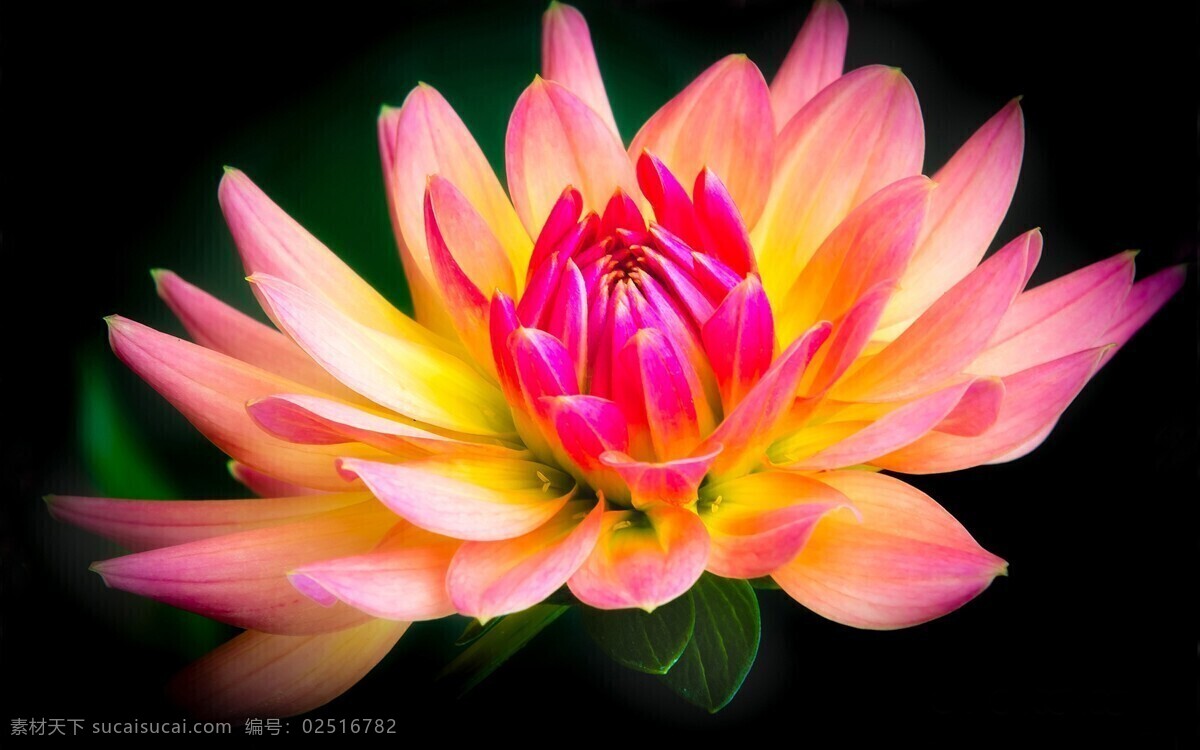 美丽 大丽花 高清 粉红 花卉 花朵 花