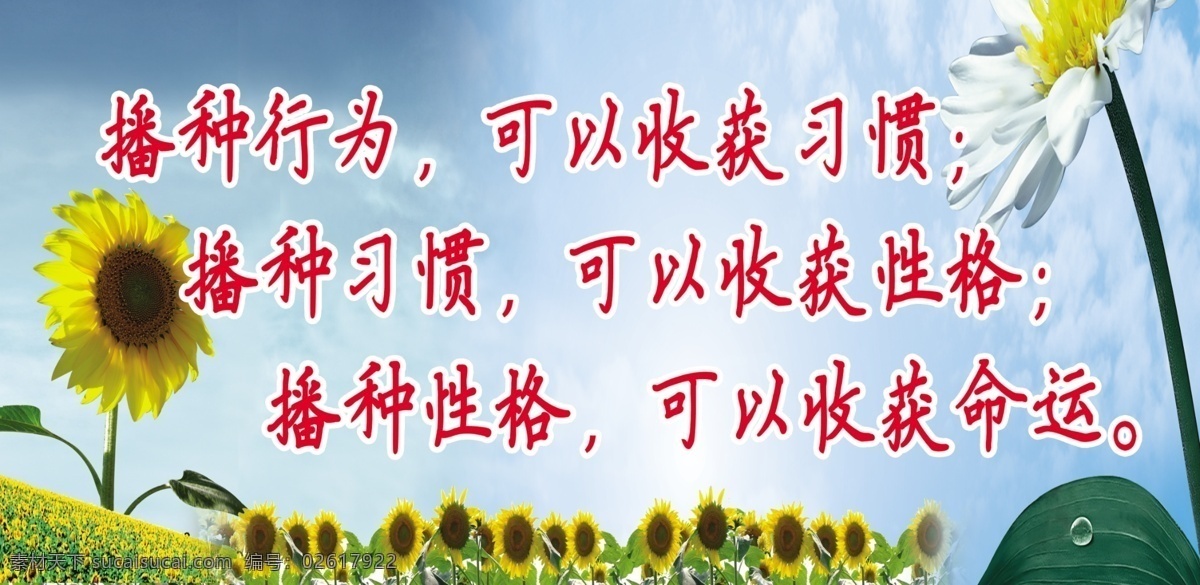 文化墙标语 播种行为 播种习惯 播种性格 向日葵图片