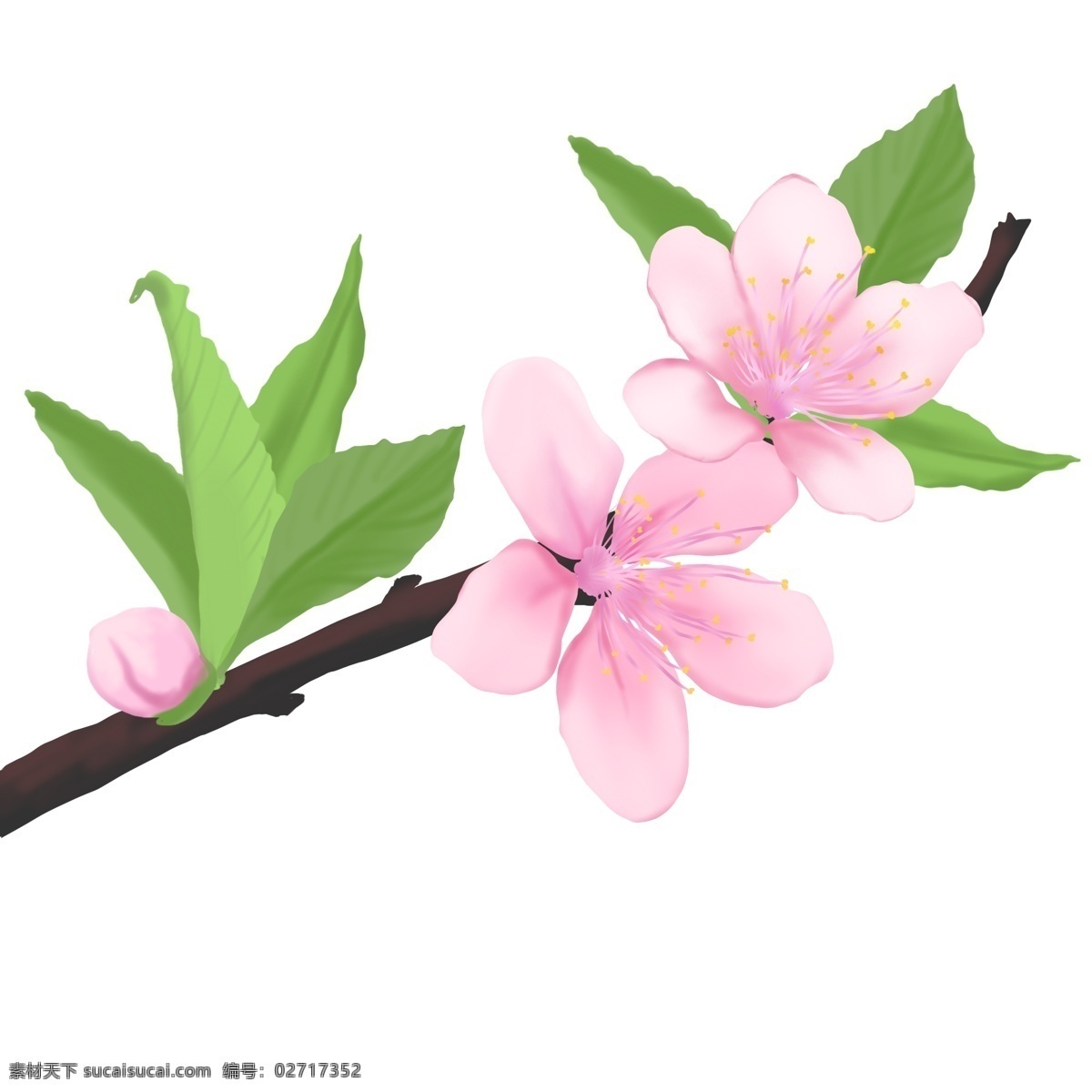 植物 花 类 桃花 春天 盛开 花类 果实花朵 灿烂 叶子 装饰 雅致 高清图 免扣图 手绘